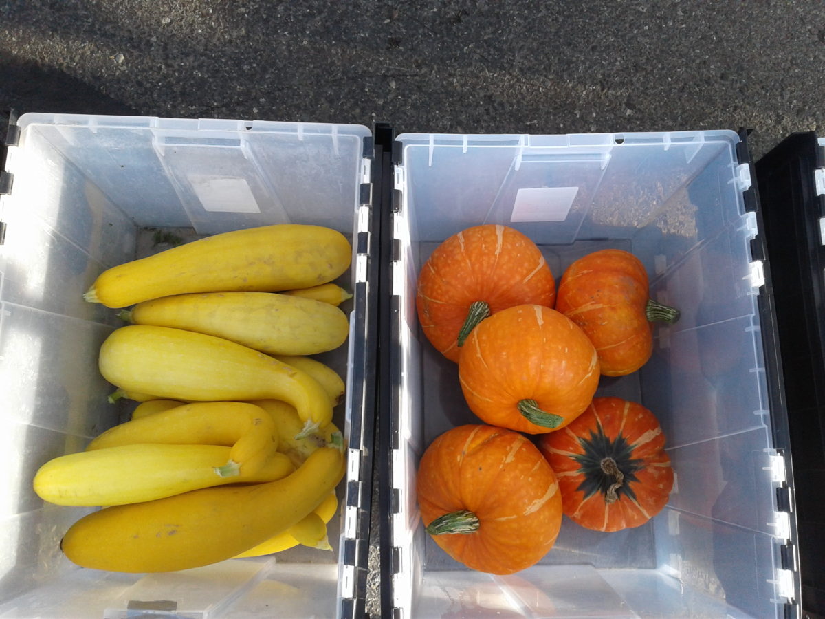 9/14/19: Autumn harvest at the Anchorage Farmers Market